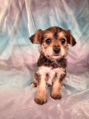 Male Snorkie #15 Puppy for sale, Ready December 2012 in Time for Christmas|Shipping to BOS only $150